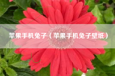 苹果手机兔子（苹果手机兔子壁纸）